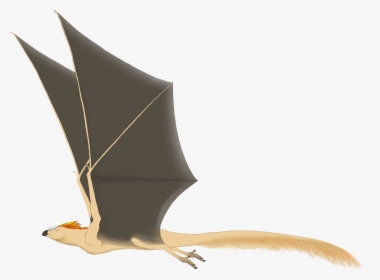Bat, HD Png Download, Free Download
