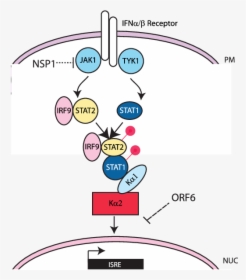 The Jak/stat Signaling Pathway And Sars Cov - Illustration, HD Png Download, Free Download