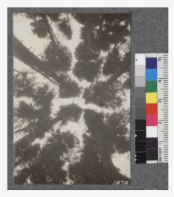 Secondgrowth Redwood Yield Study - Carpet, HD Png Download, Free Download