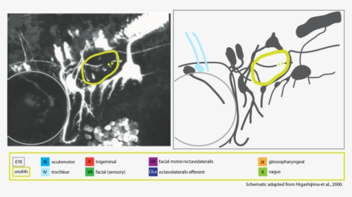 Motor Cranial Nerve Schematic Troclear Iv - Zebrafish Oculomotor Nerve, HD Png Download, Free Download