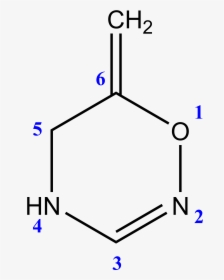 6 Metilen 5,6 Dihidro 4h 1,2,4 Oxadiazina - Cytosine Structure, HD Png Download, Free Download