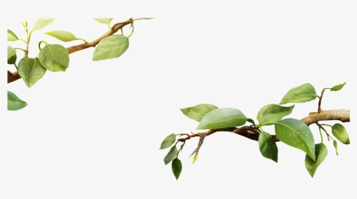 Transparent Spring Leaves - Tree Branch With Leaf Png, Png Download, Free Download