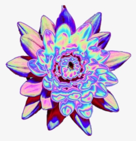 Flower Sticker - Echeveria, HD Png Download, Free Download
