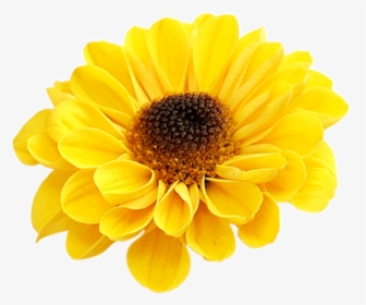 #yellow #bloom #frame #flower #border #flowers #white - Barberton Daisy, HD Png Download, Free Download