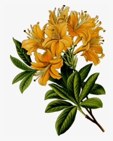 Barbara Stark For Mobile, W - Rhododendron Illustration, HD Png Download, Free Download