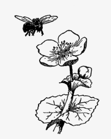 Bee On Flower Drawing, HD Png Download, Free Download