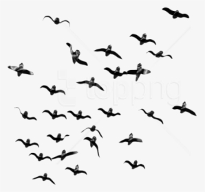 Flock,bird Migration,bird,animal Migration,sky,black - Flock Of Birds Flying Png, Transparent Png, Free Download