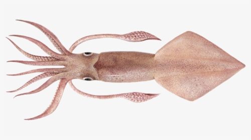 Real Squid Png Hd Quality - Loligo Pealei, Transparent Png, Free Download