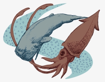 Transparent Squid Transparent Png - Giant Squid, Png Download, Free Download