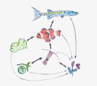 Food Web Nemo - Food Chain From Nemo, HD Png Download, Free Download