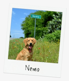 Nemo Png Image, Transparent Png, Free Download