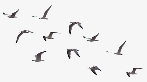 Bird Flight Flock, HD Png Download, Free Download