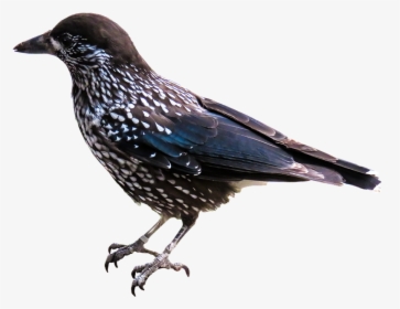 Animal, Bird, Nutcracker, Raven Bird, Png, Isolated, Transparent Png, Free Download