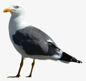 Gull, Isolated, Bird, Nature, Flying, Wing, Plumage, HD Png Download, Free Download