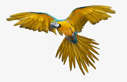 Free Png Download Birds Png Images Background Png Images, Transparent Png, Free Download