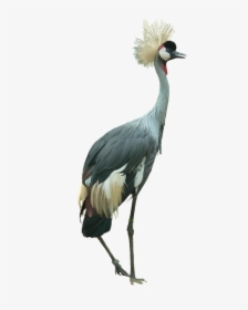 Crowned Crane, Bird, Cutout, Isolated, Large, HD Png Download, Free Download