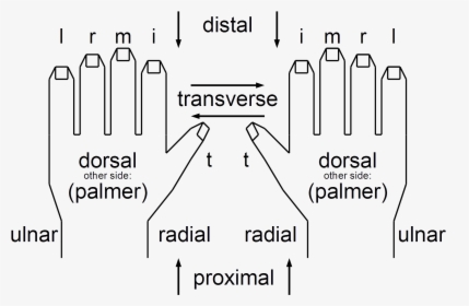 Anatomical String Figure Locations, Both Hands, HD Png Download, Free Download