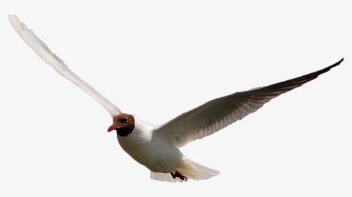 Isolated Bird Dove Free Picture, HD Png Download, Free Download