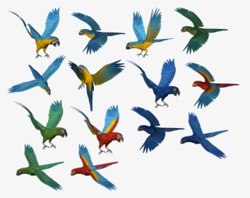 Parrot Clipart Beach, HD Png Download, Free Download