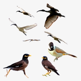 Birds Mina Bird Animal Free Picture, HD Png Download, Free Download