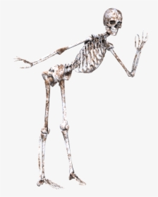 Skeleton, Pose, Skull, Bones, Standing, 3d, Smile,, HD Png Download, Free Download