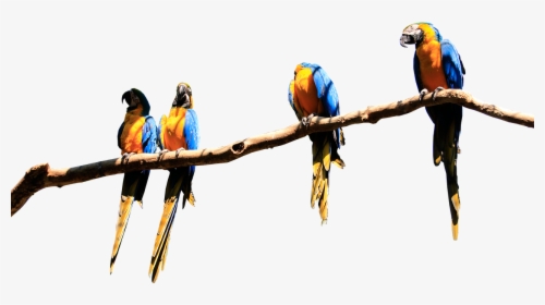 Parrots, Branch, Isolated, Parrot, Bird, Plumage, Birds, HD Png Download, Free Download