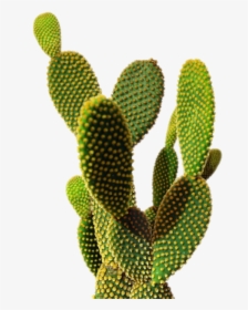 Cactus Png Transparent Image, Png Download, Free Download