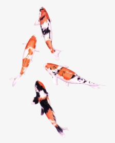 Koi Fish Png Graphic Royalty Free Stock, Transparent Png, Free Download