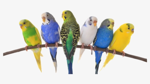 Birds & Exotics Pets, HD Png Download, Free Download
