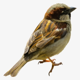 Animal, Bird, Sparrow, Sperling, Tree Sparrow, Isolated, HD Png Download, Free Download