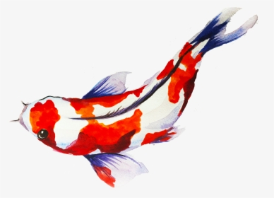 Beautiful Koi Fish Art Transparents, HD Png Download, Free Download