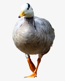Goose Wild Goose Isolated Free Picture, HD Png Download, Free Download