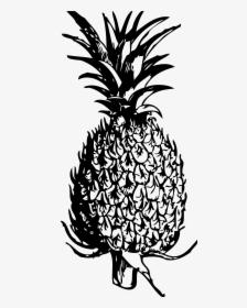 Drawn Pineapple Transparent, HD Png Download, Free Download