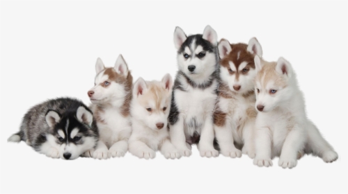 Siberian Husky Puppy Maltese Dog Morkie, HD Png Download, Free Download