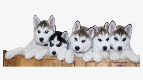 Download Siberian Husky Puppy Png File 387, Transparent Png, Free Download