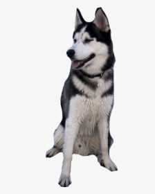 Husky Puppy Png, Transparent Png, Free Download