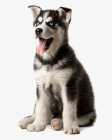 #huskypuppy #cute #puppy #dog #gray #white #black #pet, HD Png Download, Free Download