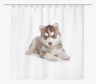 Siberian Husky Puppy Shower Curtain, HD Png Download, Free Download