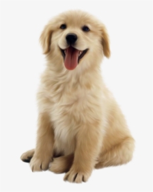 Clip Art Husky Golden Retriever Puppy, HD Png Download, Free Download