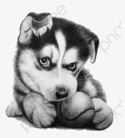 Transparent Husky Clipart, HD Png Download, Free Download