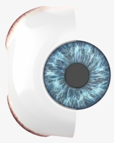 Eye Iris Png, Transparent Png, Free Download