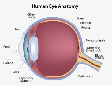 Human Eye Anatomy, HD Png Download, Free Download