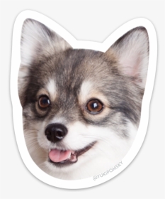 Transparent Husky Puppy Png, Png Download, Free Download