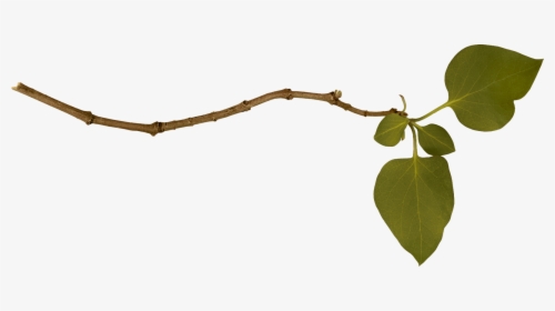 Branch Free Download Png Clip Art Library, Transparent Png, Free Download