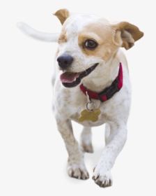 Image Of A White Dog, HD Png Download, Free Download
