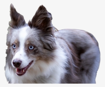 A Blue-eyed, Gray And White Dog, HD Png Download, Free Download