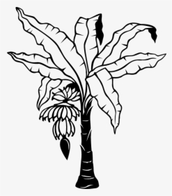 Free Coloring Pages Of Banana Plant - Outline Banana Tree Drawing, HD Png Download, Free Download