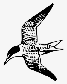 Shorebird Flying Clipart, HD Png Download, Free Download
