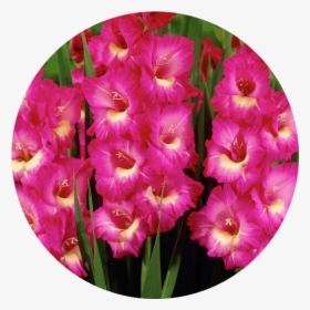 Gladiolus-august - Hot Pink Gladiolus Flower, HD Png Download, Free Download