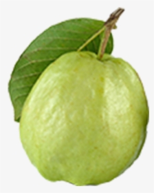 Thailand Guava, HD Png Download, Free Download